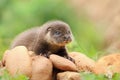 Adorable eurasian otter baby in wild nature