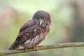 Adorable eurasian pigmy owl Glaucidium passerinum