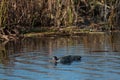 Adorable Eurasian teal swimming in the lake