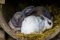 Adorable european bunny couple together, Popular domesticated rabbit specie Royalty Free Stock Photo