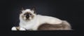 Adorable excellent seal point Sacred Birman cat kitten on black background Royalty Free Stock Photo