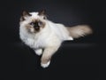 Adorable excellent seal point Sacred Birman cat kitten on black background Royalty Free Stock Photo
