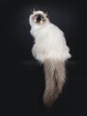 Adorable excellent seal point Sacred Birman cat kitten on black background Royalty Free Stock Photo