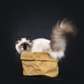 Adorable excellent seal point Sacred Birman cat kitten,isolated on black background