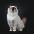 Adorable excellent seal point Sacred Birman cat kitten on black background