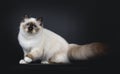 Adorable excellent seal point Sacred Birman cat kitten on black background