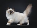 Adorable excellent seal point Sacred Birman cat kitten on black background