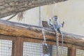 Adorable face of baby asian monkey. Young monkey sitting on an old log. Animal care concept. Baby animals. The concept of animal Royalty Free Stock Photo