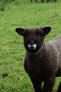 Adorable Face of a Brown Ryeland Sheep on a Farm