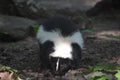 Super Cute Face of a Wild Black and White Skunk