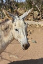 Adorable Face of a Wild Burro in Aruba