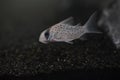 Adorable Fairy Corydoras catfish swims in a tranquil aquatic environment Royalty Free Stock Photo