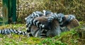 Adorable family of ring tailed lemurs giving each other a group hug, animal behavior and close family Royalty Free Stock Photo