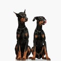 adorable family of two dobermann dogs sitting and looking to side Royalty Free Stock Photo
