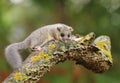 Adorable fat dormouse Glis glis