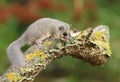 Adorable fat dormouse Glis glis on branch