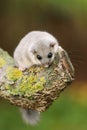 Adorable fat dormouse Glis glis on branch