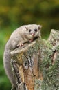 Adorable fat dormouse Glis glis