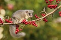 Fat dormouse Glis glis on branch of hawthorn Royalty Free Stock Photo