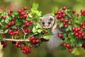 Fat dormouse Glis glis on branch of hawthorn Royalty Free Stock Photo