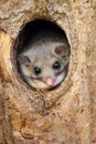 Adorable fat dormouse Glis glis in tree trunk cavity