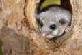 Adorable fat dormouse Glis glis in tree trunk cavity