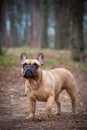 Adorable Fawn Colored French Bulldog in the Forest Royalty Free Stock Photo