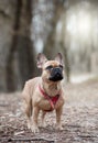 Adorable Fawn Colored French Bulldog in the Forest Royalty Free Stock Photo