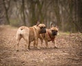 Adorable Fawn Colored French Bulldog in the Forest. Royalty Free Stock Photo