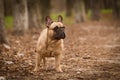 Adorable Fawn Colored French Bulldog in the Forest Royalty Free Stock Photo