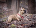 Adorable Fawn Colored Young French Bulldog in the Forest Royalty Free Stock Photo