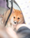 Adorable fawn Pembroke Welsh Corgi puppy laying in a crate Royalty Free Stock Photo