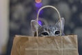 Adorable feline with its curious head peeking out from a paper bag in Georgia Royalty Free Stock Photo