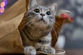 Adorable feline with its curious head peeking out from a paper bag in Georgia Royalty Free Stock Photo