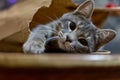 Adorable feline with its curious head peeking out from a paper bag in Georgia Royalty Free Stock Photo