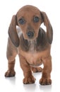 adorable female dachshund puppy