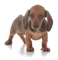 adorable female dachshund puppy