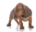 Adorable female dachshund puppy