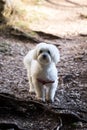 Adorable Female Maltese Puppy Portrait