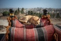 Young Cute Kitten Sleeps on Pillow in Jerash Royalty Free Stock Photo