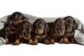 Adorable five dachshund puppies looks out from under the soft warm blanket. Bask in bed. Hiding from the cold