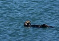 Adorable Floating Sea Otter in the Ocean Waters Royalty Free Stock Photo