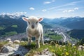 Adorable flock of sheep grazing on green alpine meadows in the picturesque outdoors