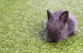 Adorable fluffy baby black bunny rabbit lying down alone on green grass over natural background. Furry cute wild-animal single at Royalty Free Stock Photo