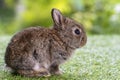 Adorable fluffy baby brown bunny rabbit sitting alone on green grass over natural background. Furry cute wild-animal single at Royalty Free Stock Photo