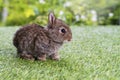 Adorable fluffy baby brown bunny rabbit sitting alone on green grass over natural background. Furry cute wild-animal single at Royalty Free Stock Photo