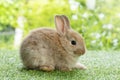 Adorable fluffy baby brown bunny rabbit sitting on green grass over natural background. Furry cute wild-animal single at outdoor. Royalty Free Stock Photo