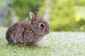 Adorable fluffy baby bunny rabbit sitting alone on green grass over natural background. Furry cute brown bunny wild-animal playful Royalty Free Stock Photo