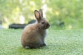 Adorable fluffy baby bunny rabbit sitting on green grass over natural background. Furry cute wild-animal single spring time at Royalty Free Stock Photo