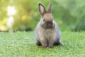 Fluffy baby bunny rabbit sitting on green grass over natural background. Furry cute wild-animal single spring time at Royalty Free Stock Photo